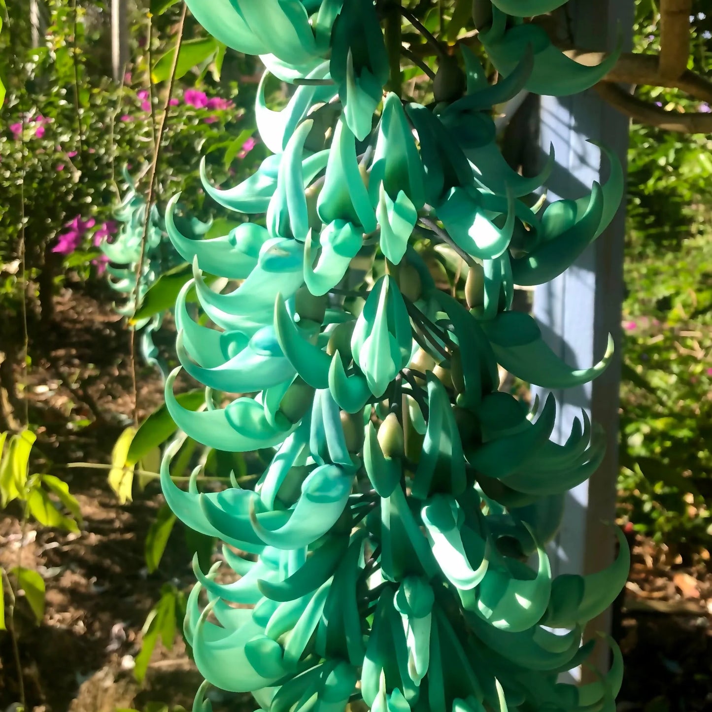 Jade Vine (Strongylodon macrobotrys): A Surreal Botanical Masterpiece