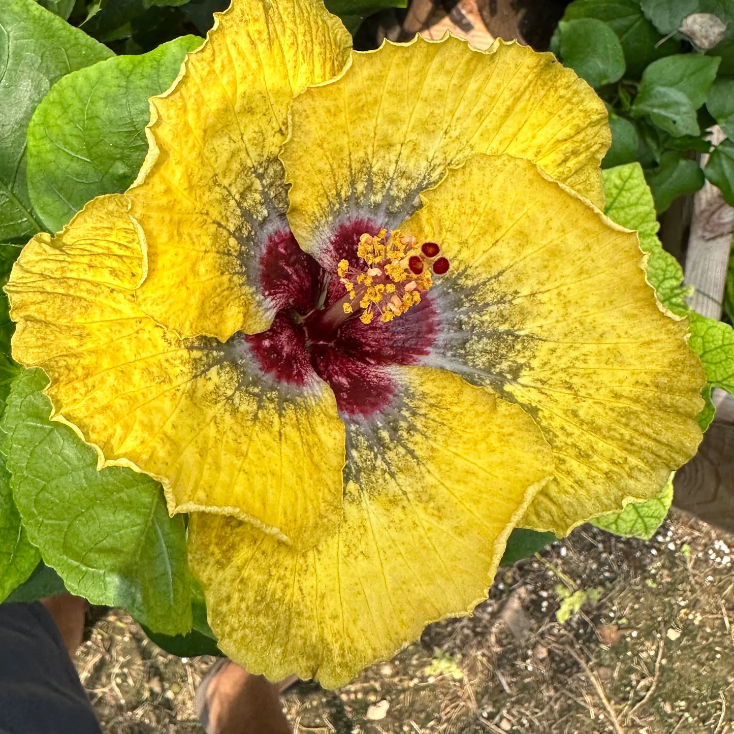 Hibiscus Sunbeam Sorcery: 24K