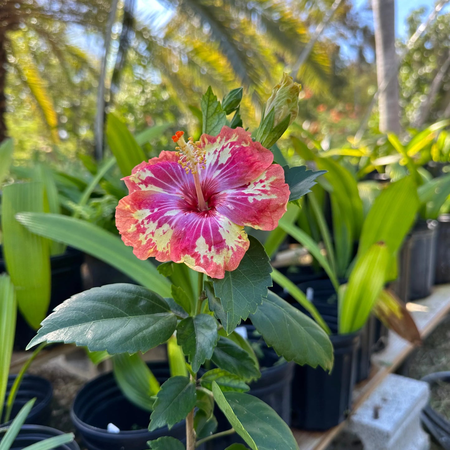 Hibiscus Nirvana Nectar: Blossoms of Enlightenment