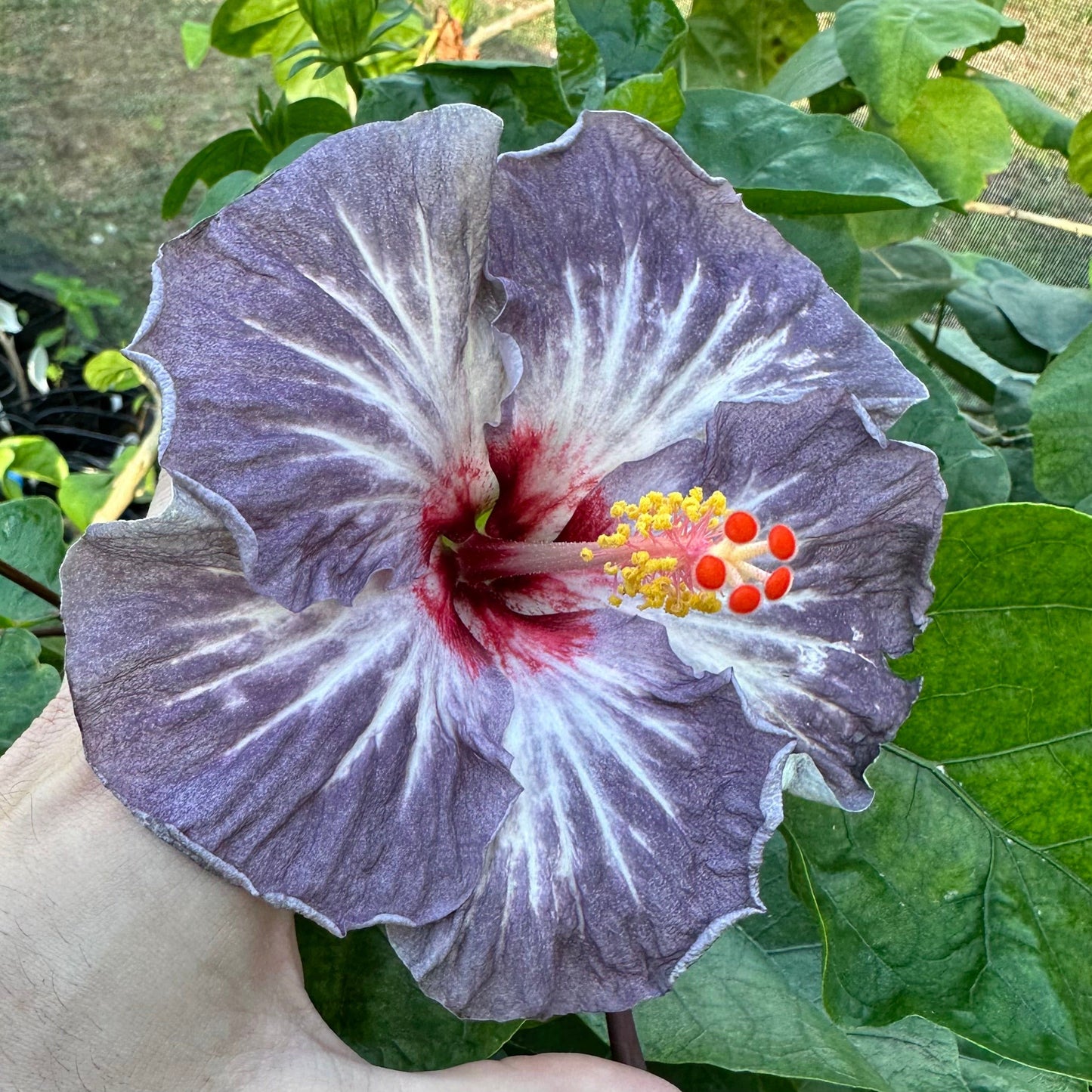 Hibiscus Nightshade Nebula