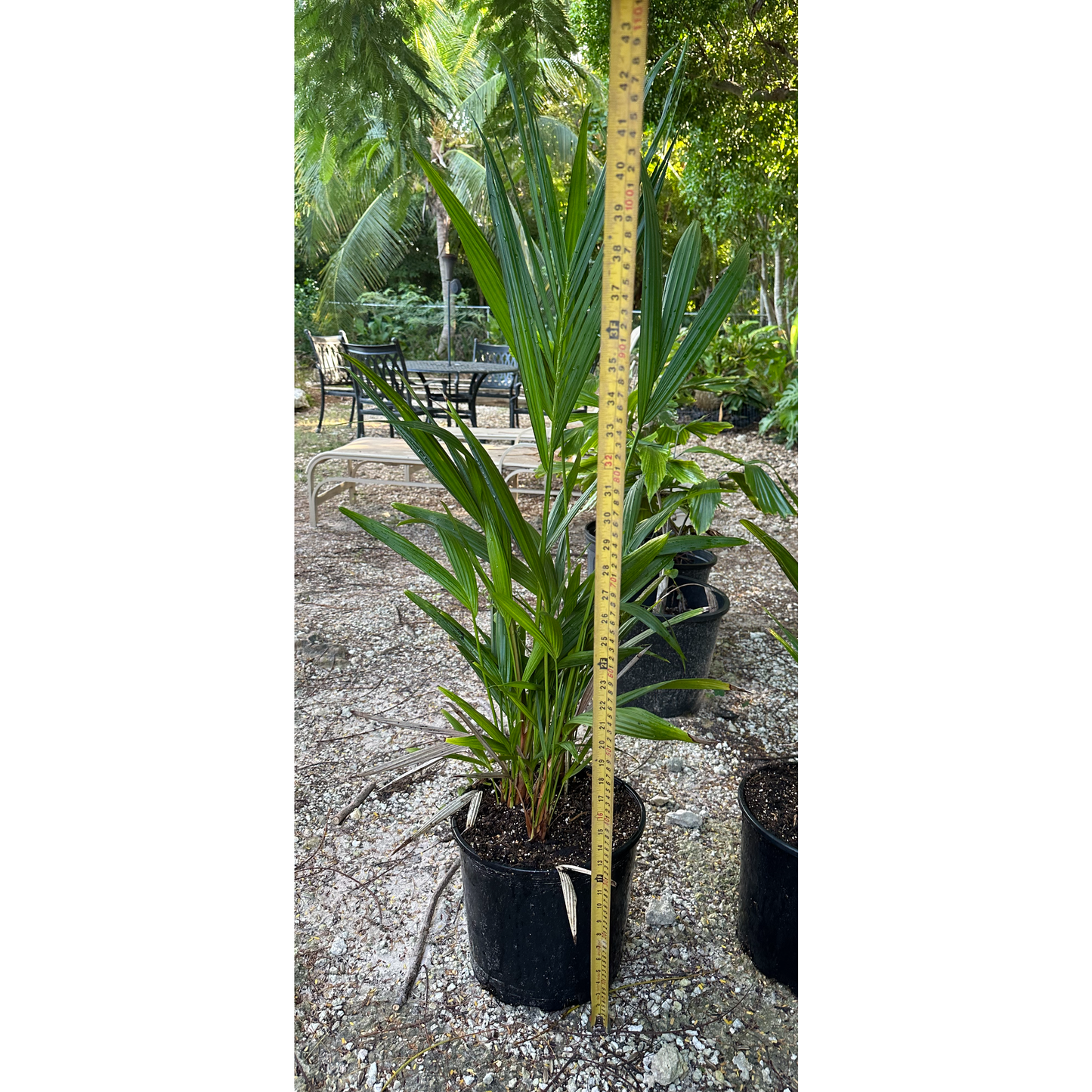 Lipstick Palm (Cyrtostachys Renda): Red Elegance