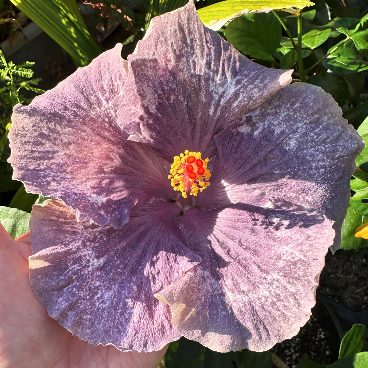 Hibiscus Moondust Miracle