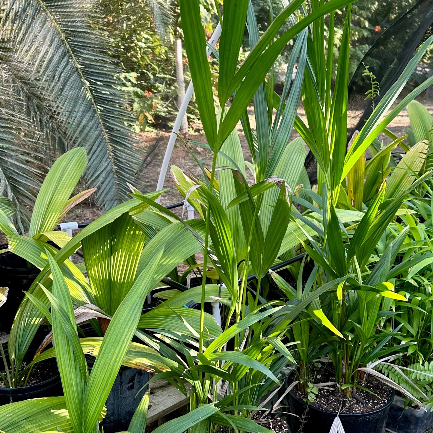 Lipstick Palm (Cyrtostachys Renda): Red Elegance