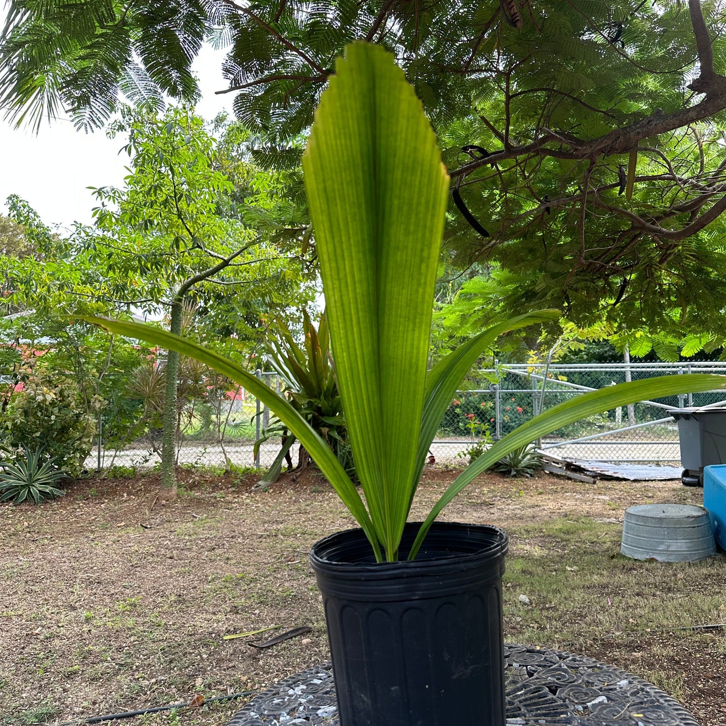 Joey Palm (Johannesteijsmannia Altifrons): An Unfolding Tropical Marvel