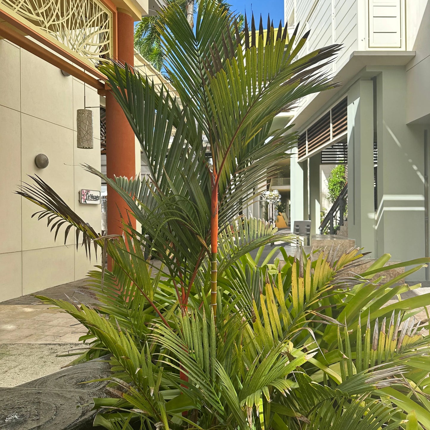 Lipstick Palm (Cyrtostachys Renda): Red Elegance