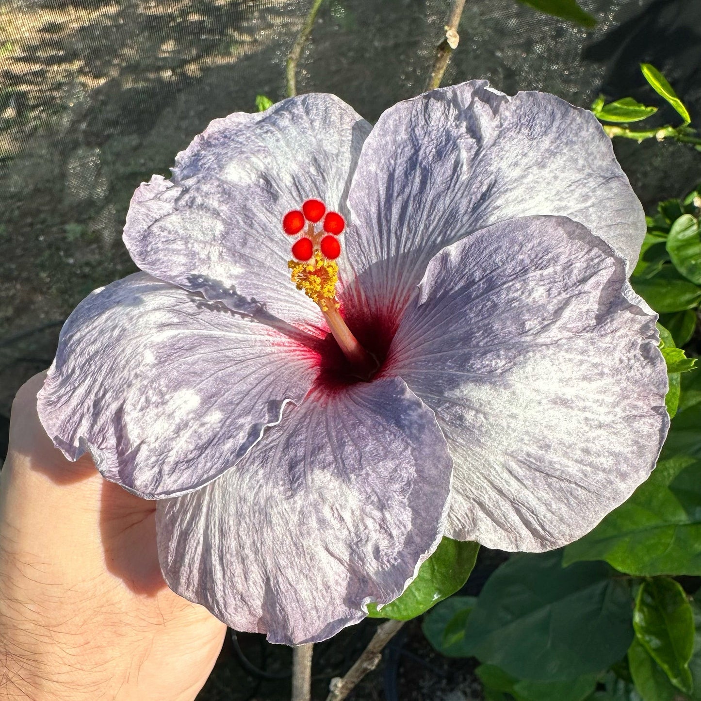 Hibiscus Lunar Luster: Celestial Patterns