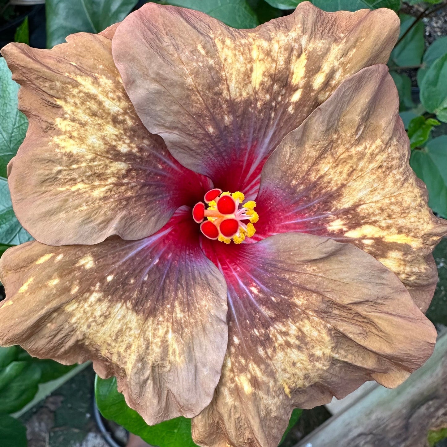 Hibiscus Rainforest Relic