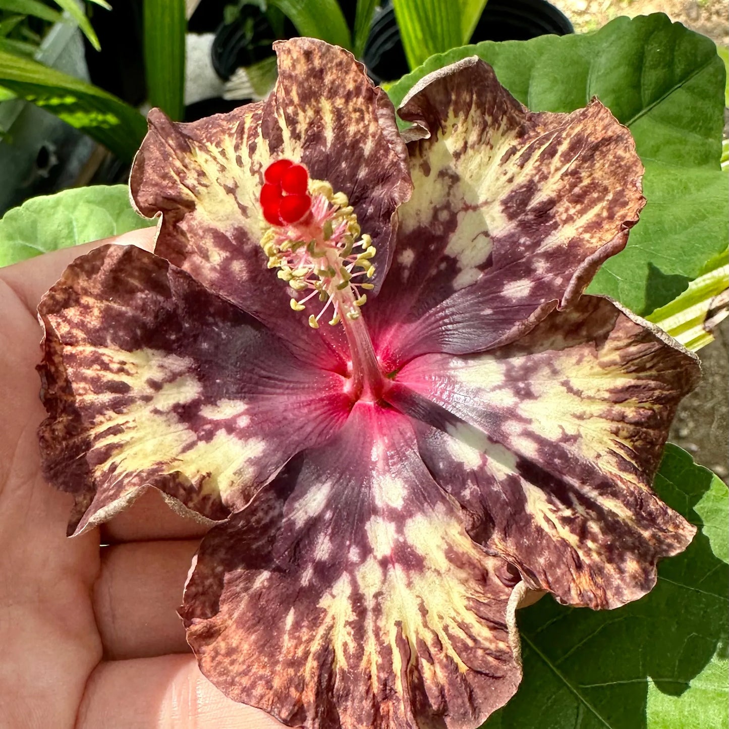 Hibiscus Imperial Pyrotechnics: Night Sky Firework