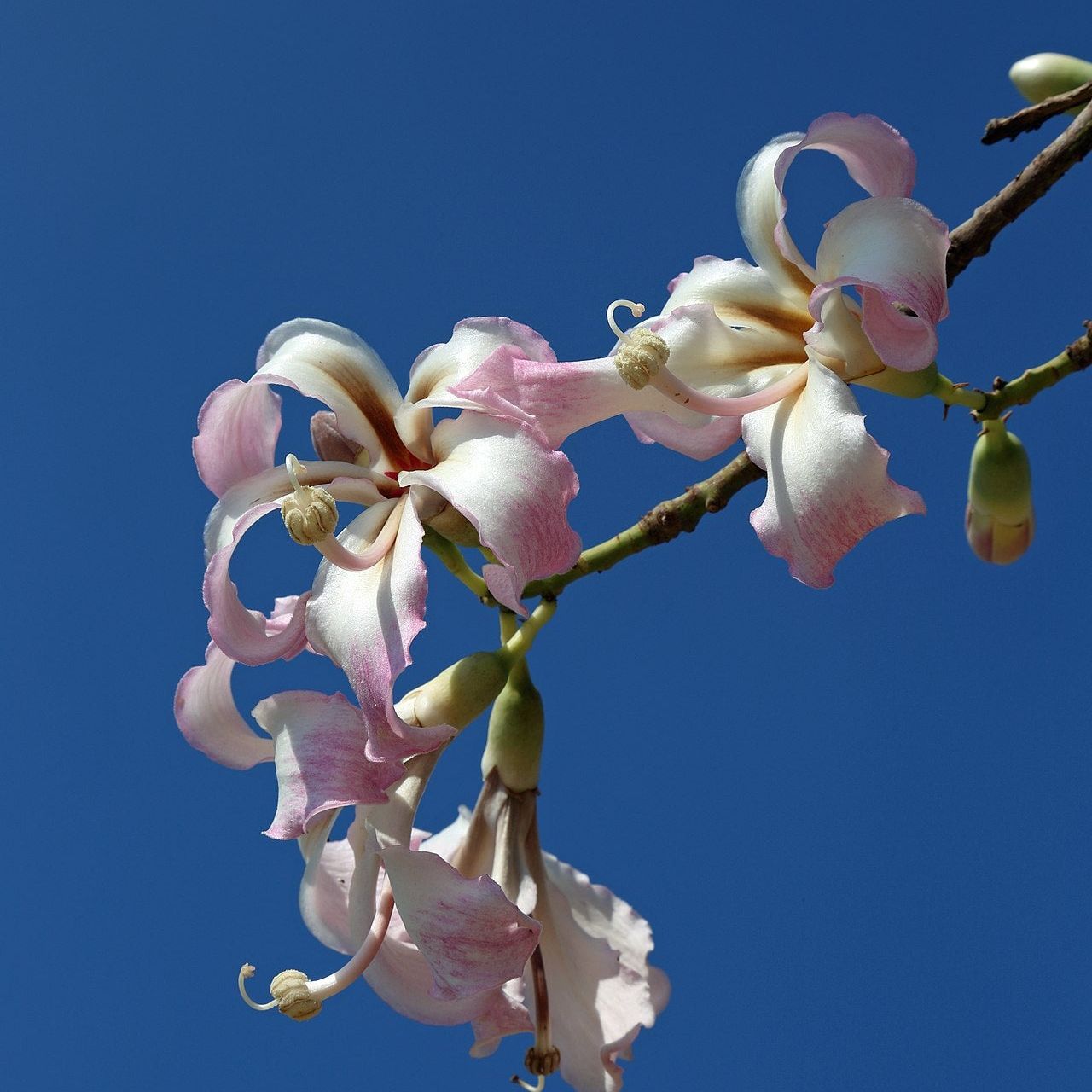 Silk Floss Tree