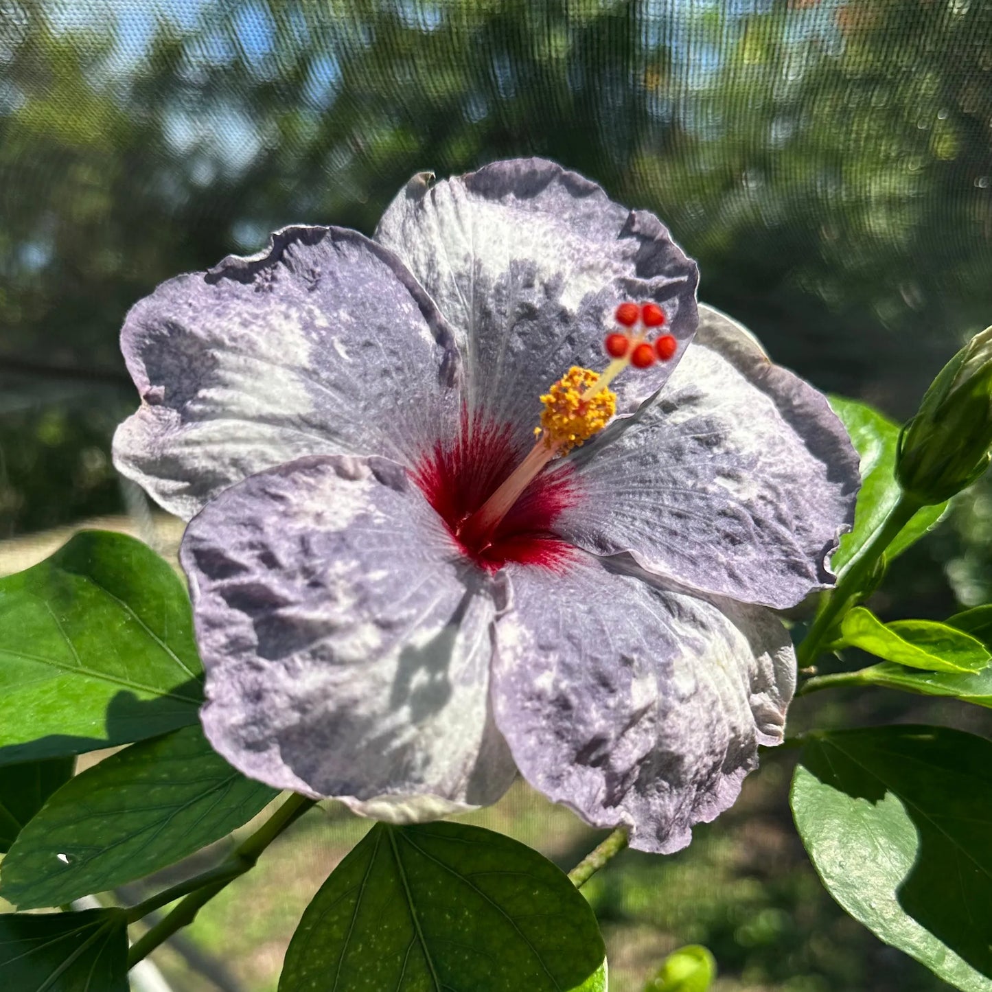 Hibiscus Lunar Luster: Celestial Patterns