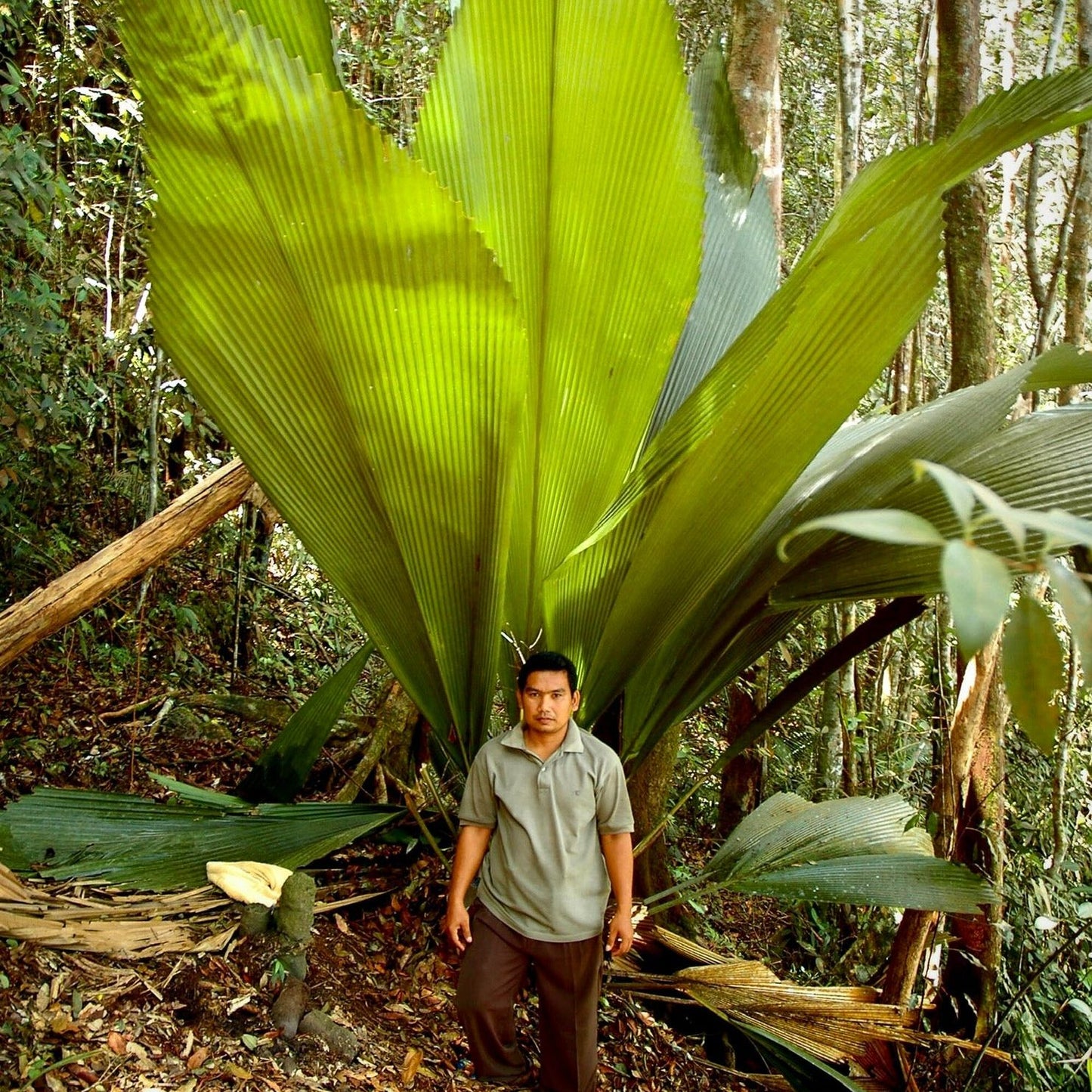 Joey Palm (Johannesteijsmannia Altifrons): An Unfolding Tropical Marvel
