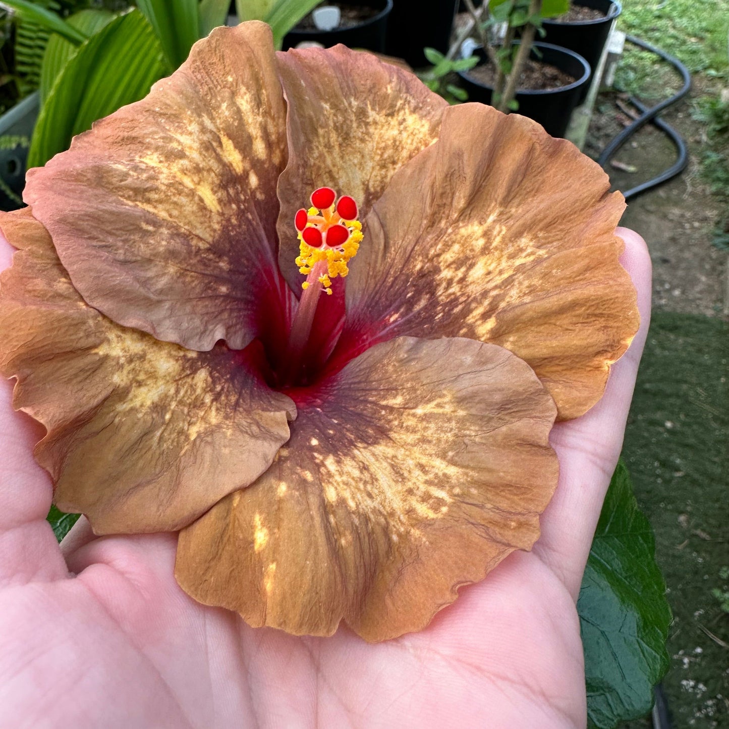 Hibiscus Rainforest Relic