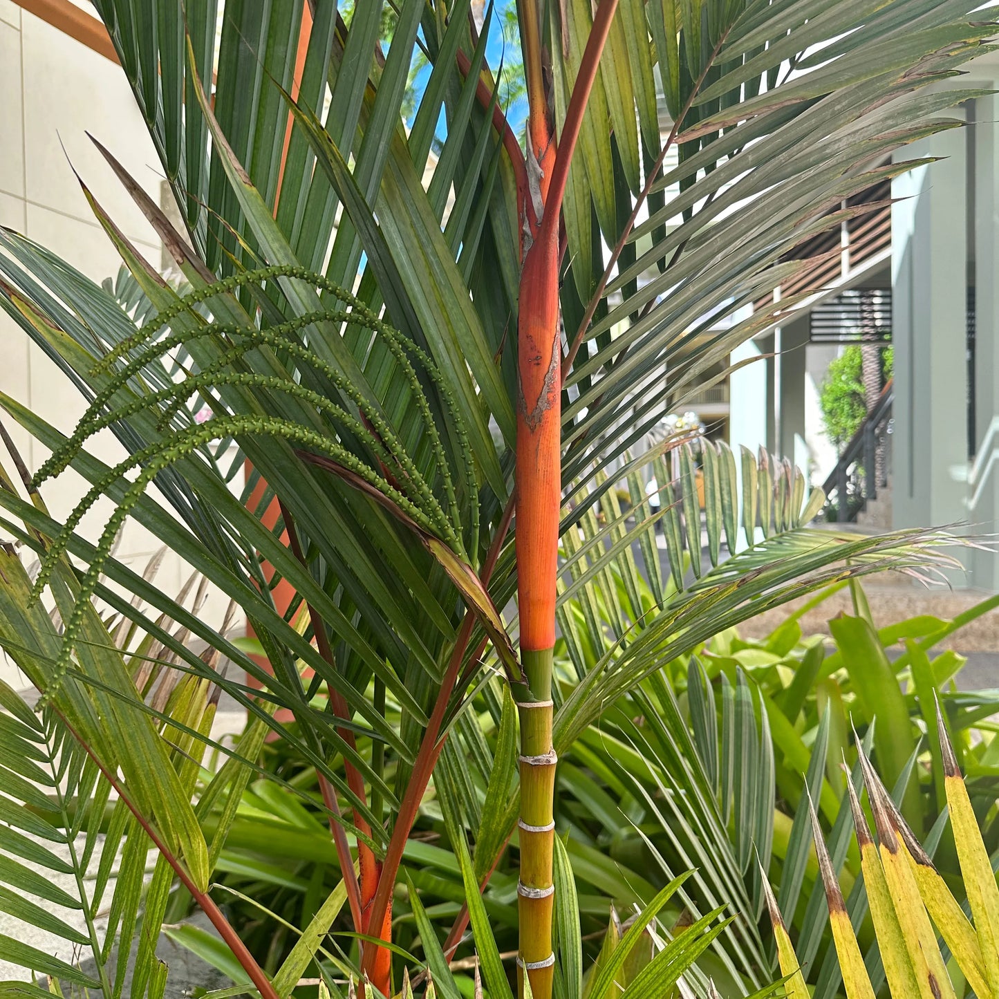 Lipstick Palm (Cyrtostachys Renda): Red Elegance