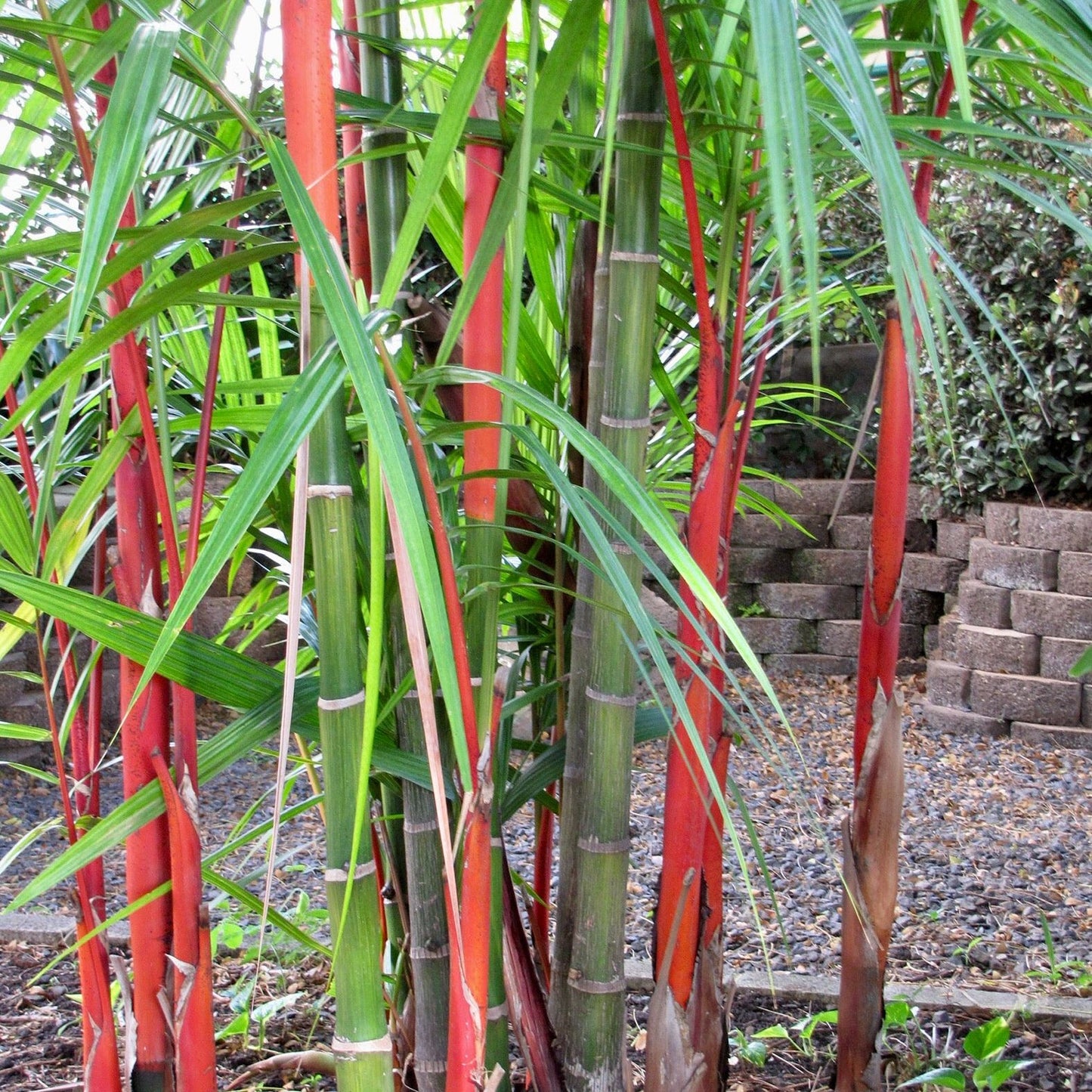 Lipstick Palm (Cyrtostachys Renda): Red Elegance