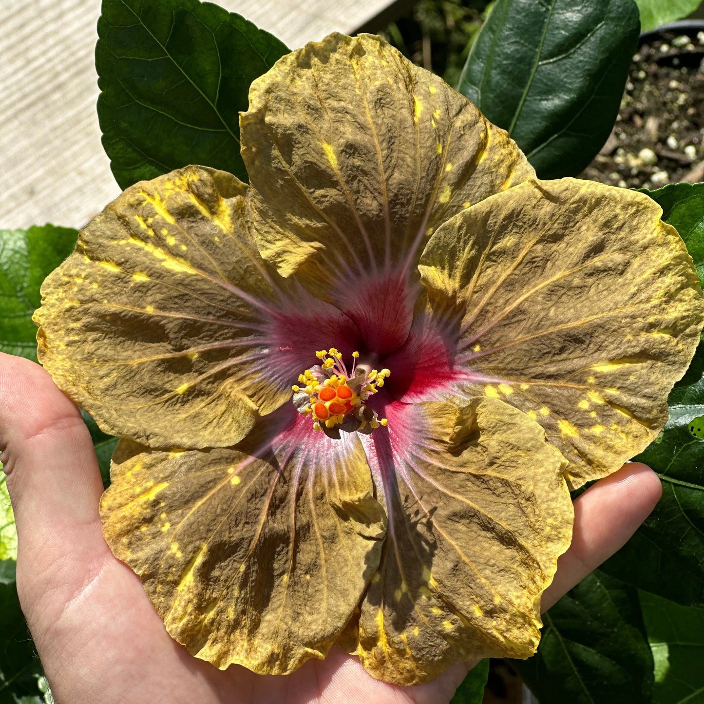 Hibiscus Golden Galaxy: Unveiling Cosmic Elegance
