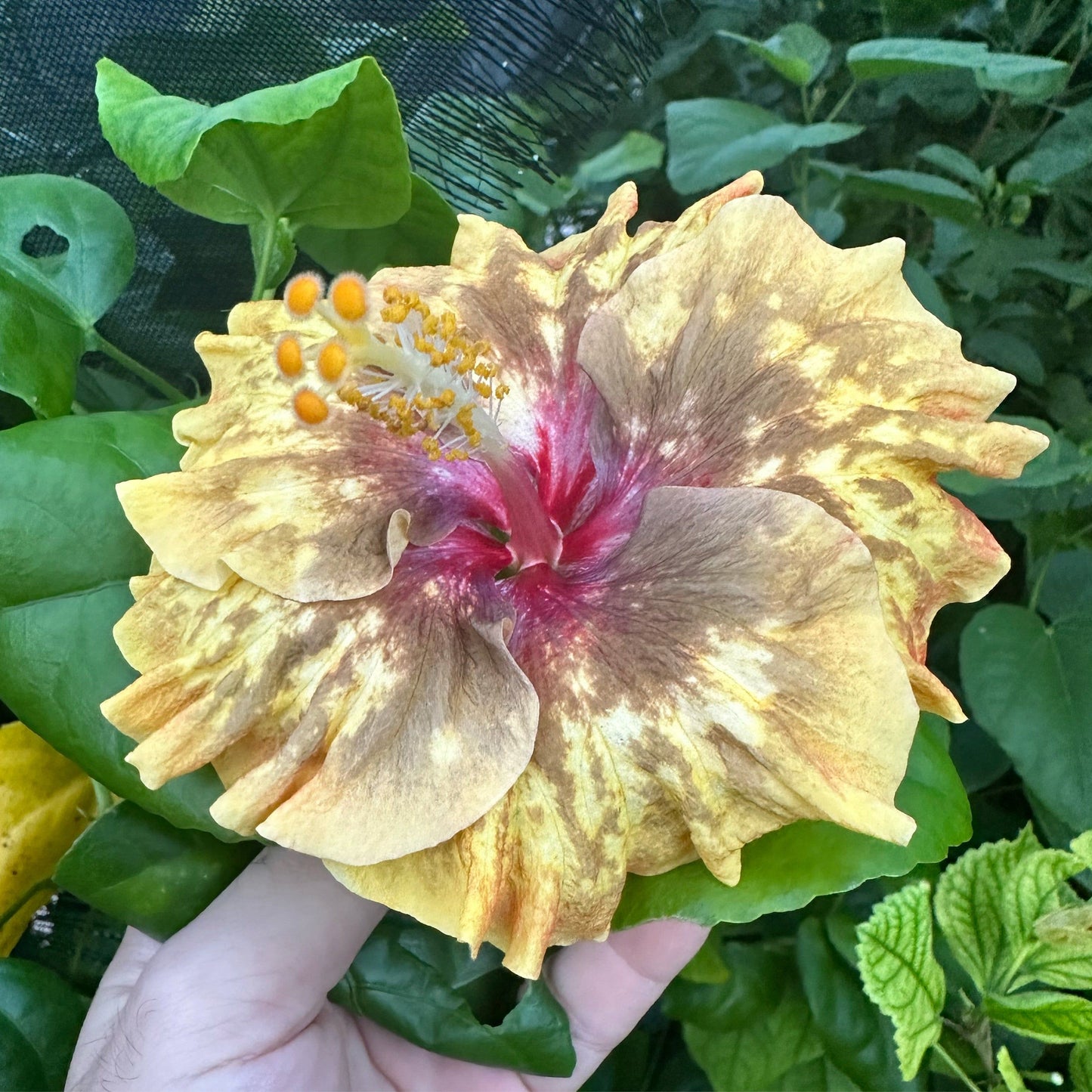 Hibiscus Stellar Fusion: Floral Colour-Changing
