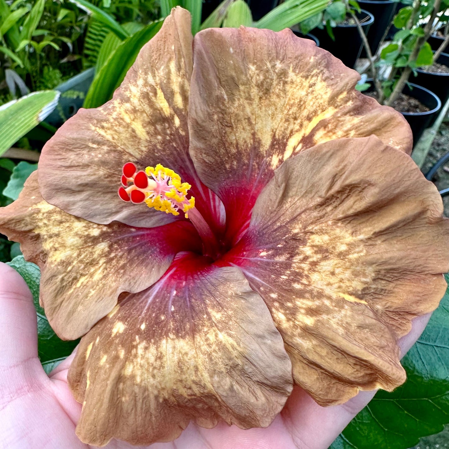 Hibiscus Rainforest Relic