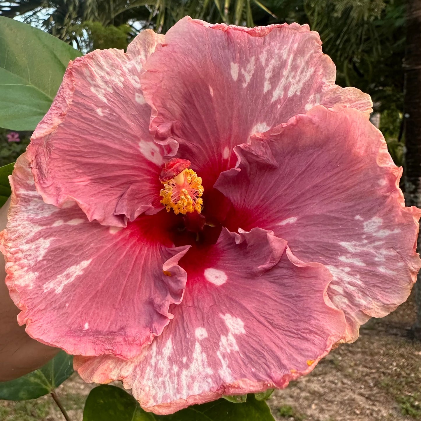 Hibiscus Guinevere’s Gown
