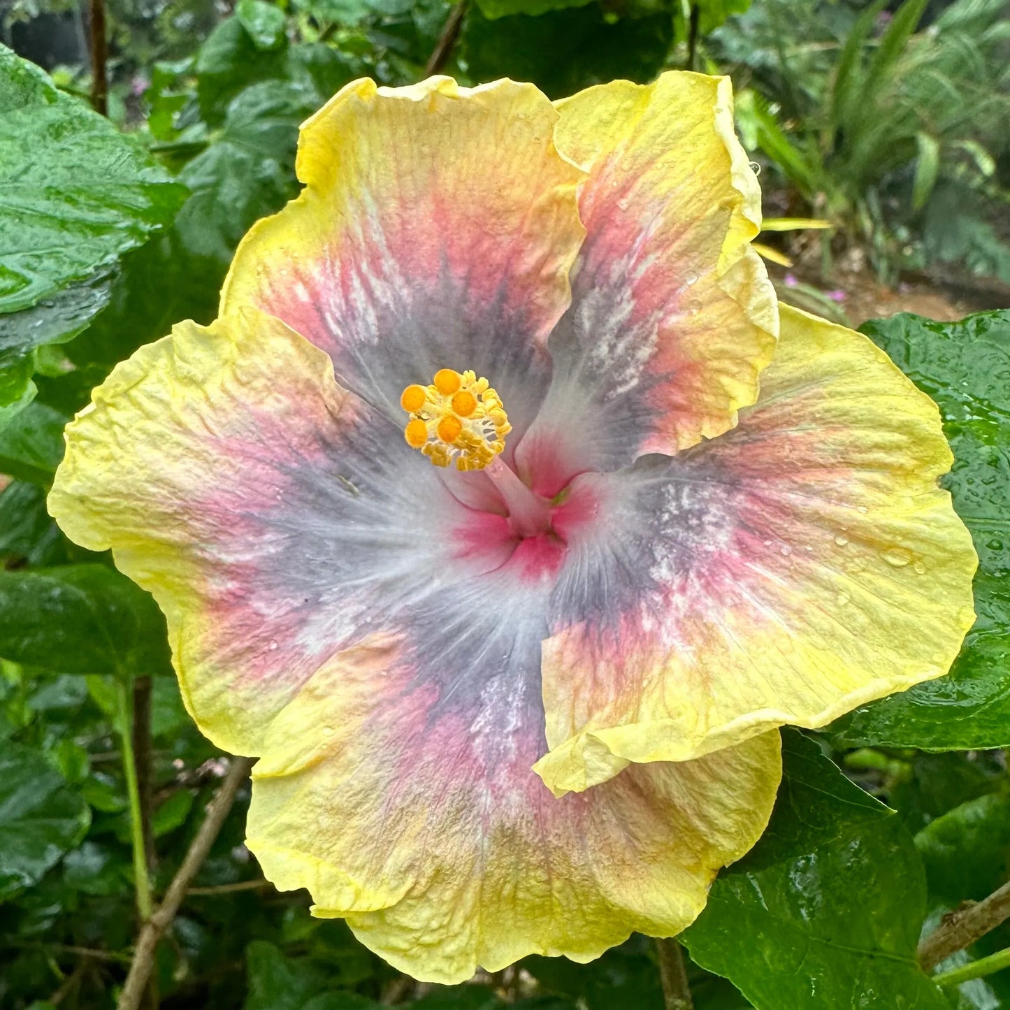 Hibiscus Canary Diamond: