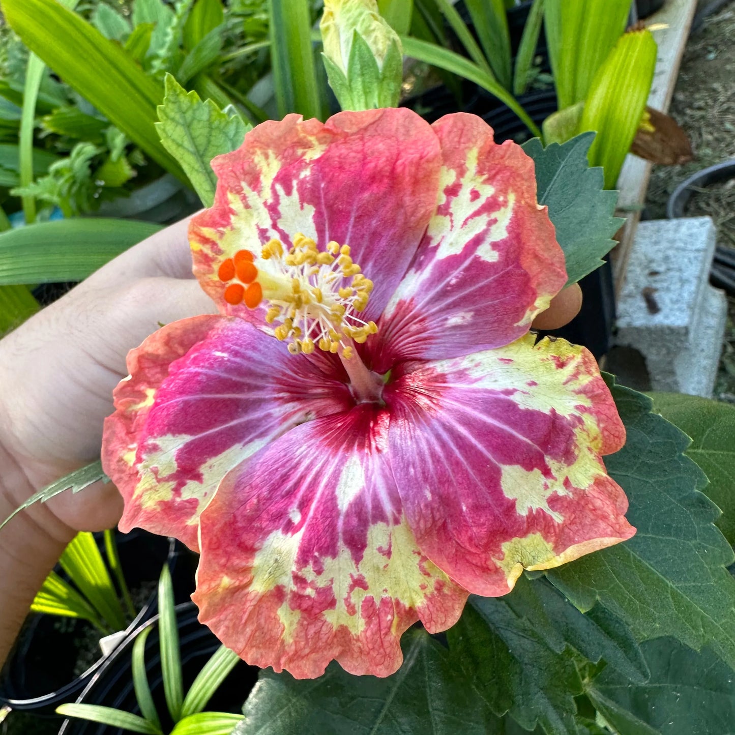Hibiscus Nirvana Nectar: Blossoms of Enlightenment