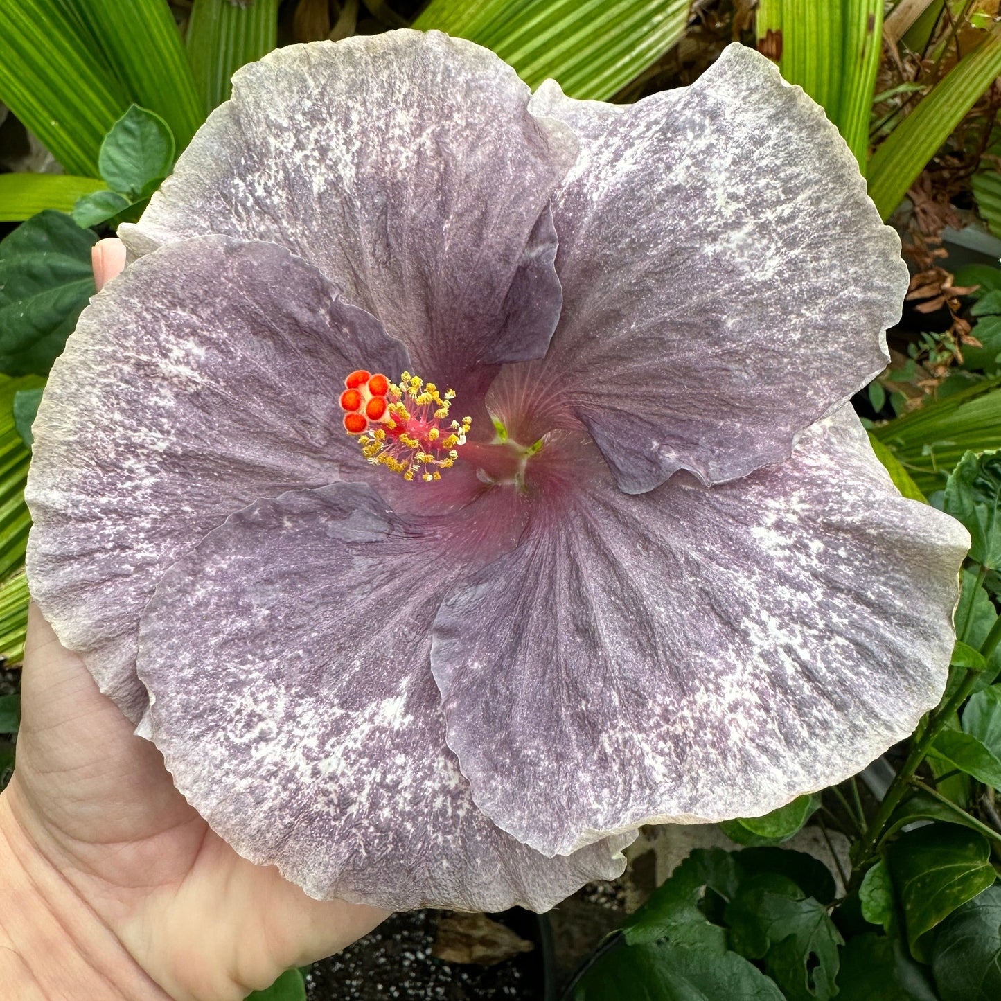 Hibiscus Moondust Miracle