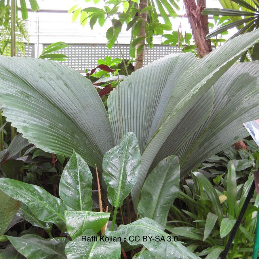 Johannesteijsmannia Magnifica (Silver Joey Palm): The Holy Grail of Palms