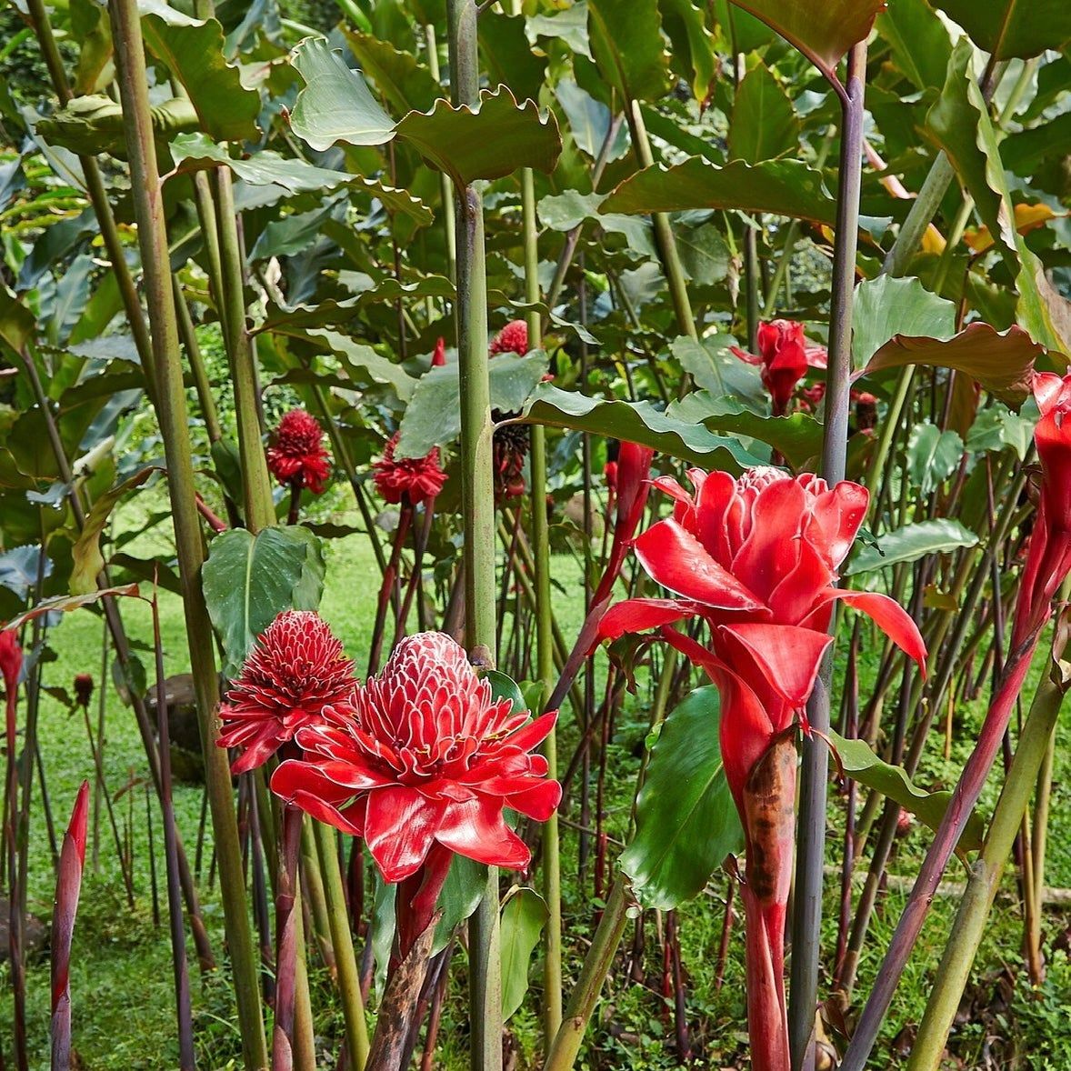 Torch Ginger (Etlingera elatior 'Red'): A Fiery Marvel