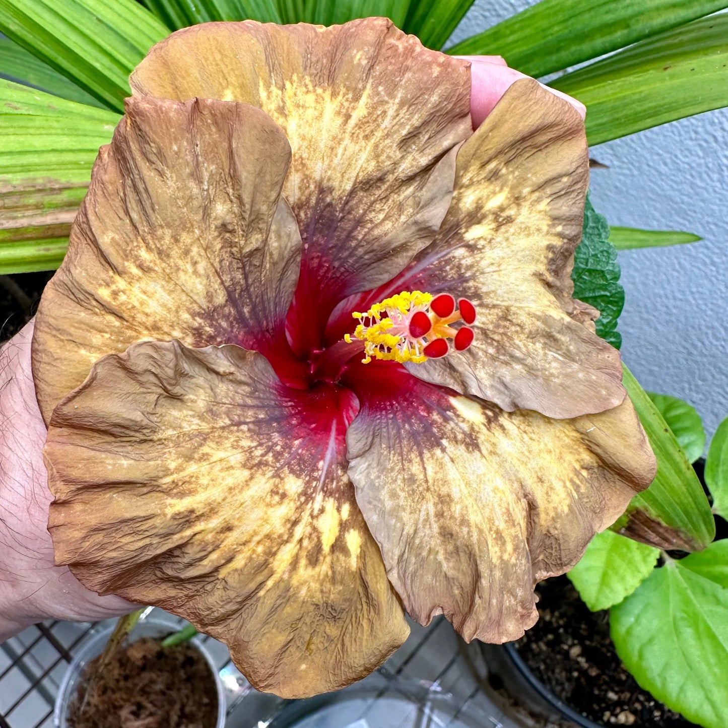 Hibiscus Rainforest Relic